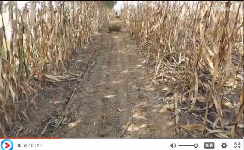 河南濮陽(yáng)客戶(hù)打捆玉米秸稈現(xiàn)場(chǎng)展示